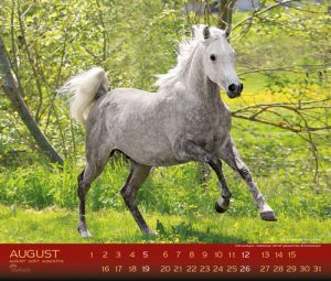 equestrianspiritphotography-boiselle-marbach-kalender-2018-august-kleines-bild